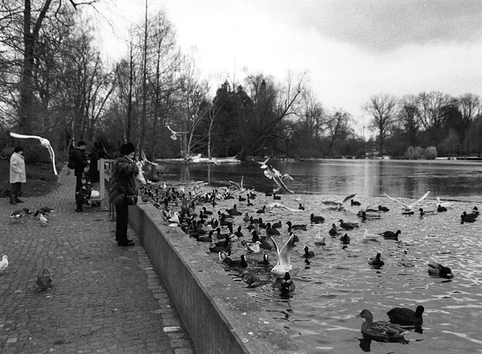 Fütterung der Enten