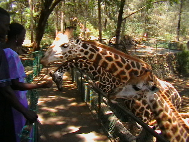 Fütterung der Giraffen in Kenya