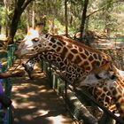 Fütterung der Giraffen in Kenya