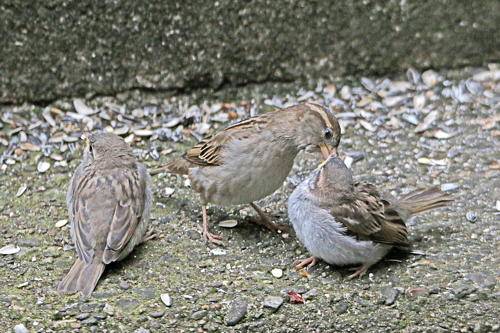 Fütterung der Jungen