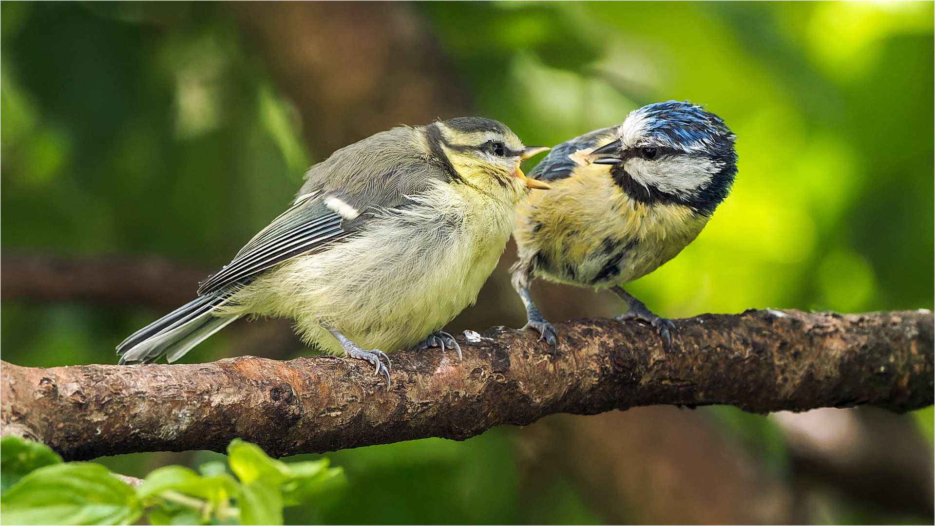 Fütterung der jungen Blaumeise  .....