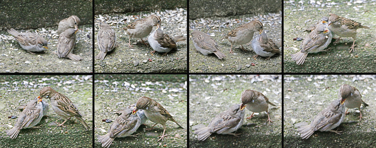 Fütterung der Jungen - Collage