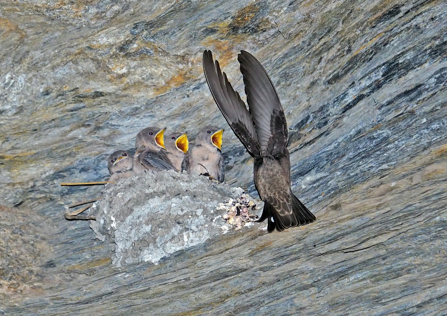 Fütterung der jungen Felsenschwalben (Ptyonoprogne rupestris)! 