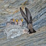 Fütterung der jungen Felsenschwalben (Ptyonoprogne rupestris)! 