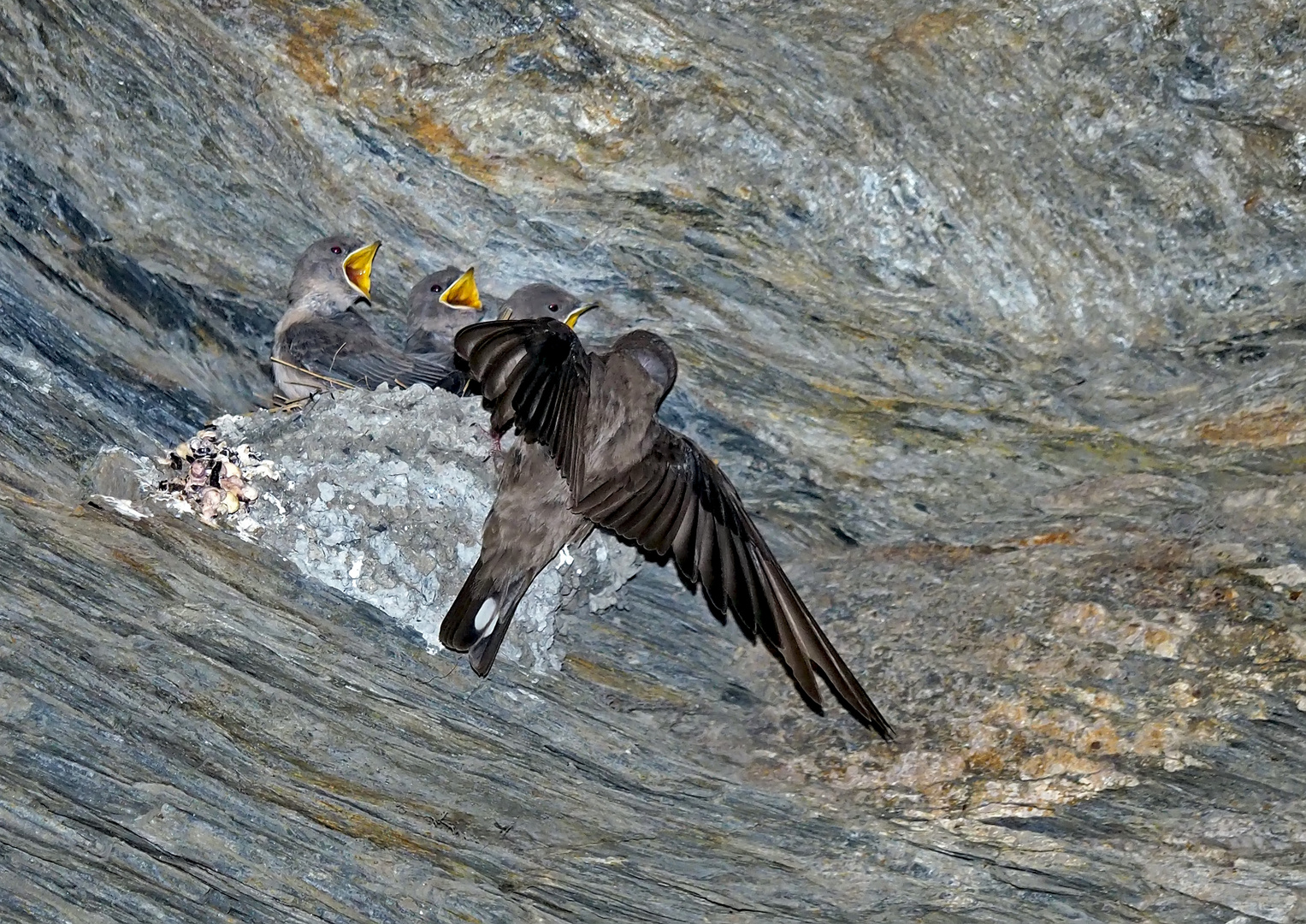 Fütterung der jungen Felsenschwalben (Ptyonoprogne rupestris)! (Foto 5)