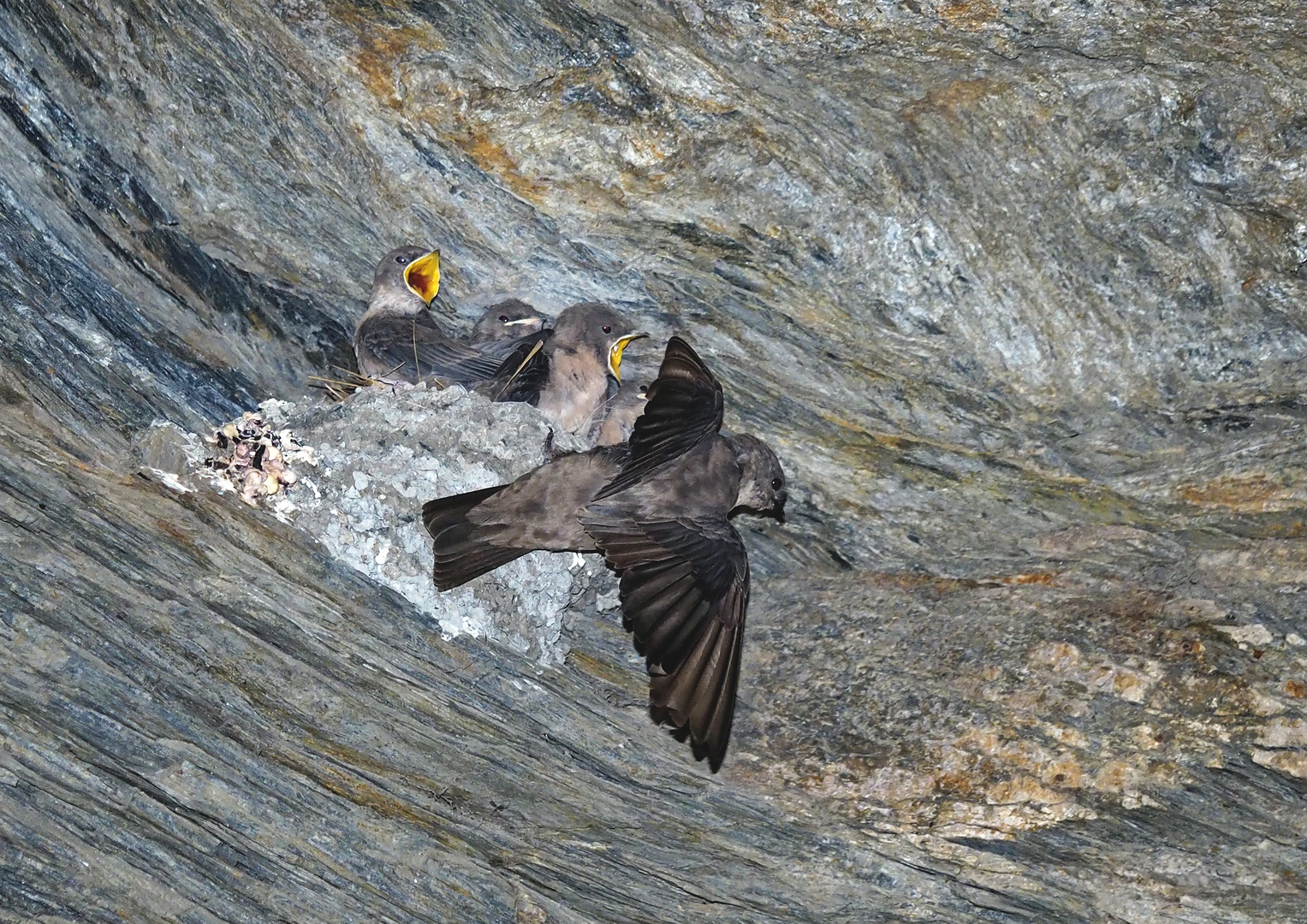 Fütterung der jungen Felsenschwalben (Ptyonoprogne rupestris)! (Foto 7)