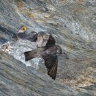 Fütterung der jungen Felsenschwalben (Ptyonoprogne rupestris)! (Foto 7)