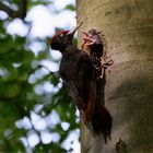 Fütterung der jungen Schwarzspechte (Dryocopus martius) 