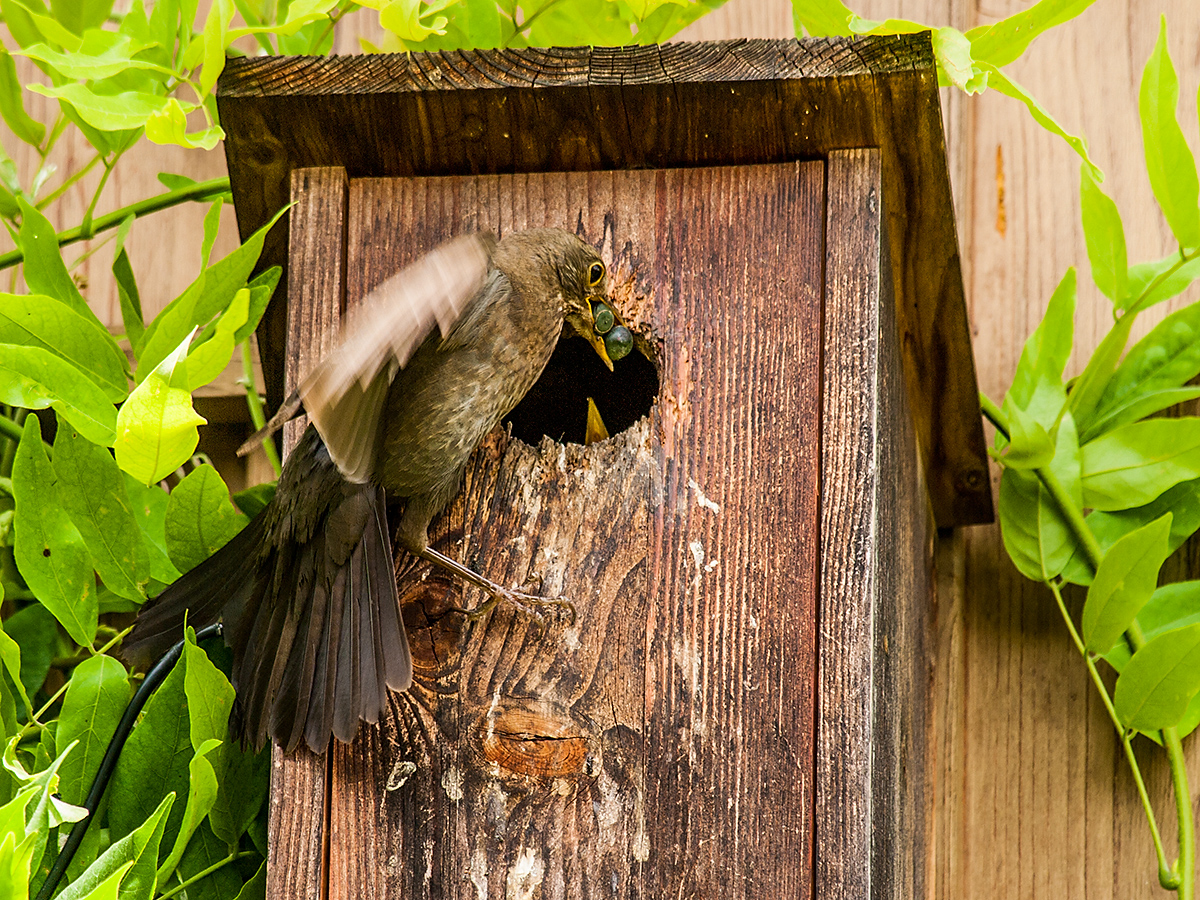 Fütterung der jungen Stare durch die Amsel