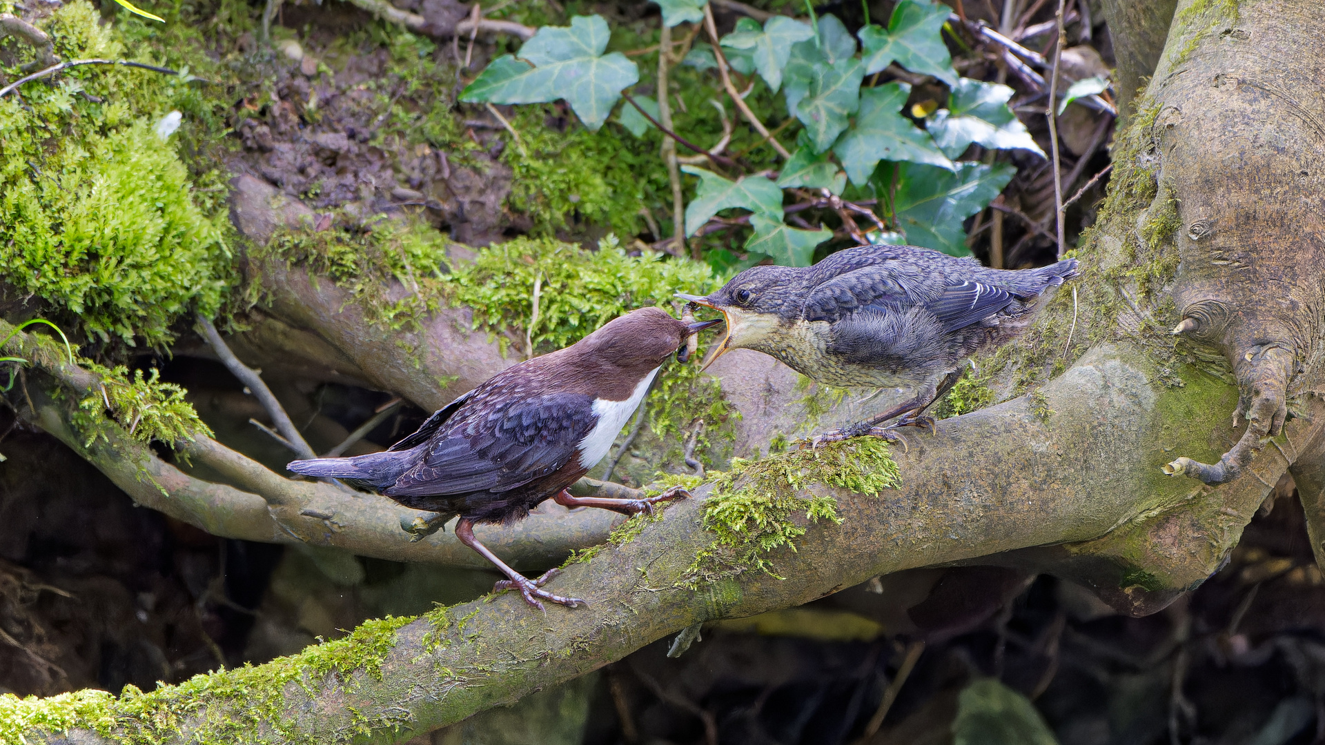 Fütterung der jungen Wasseramsel 2