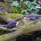 Fütterung der jungen Wasseramsel 2