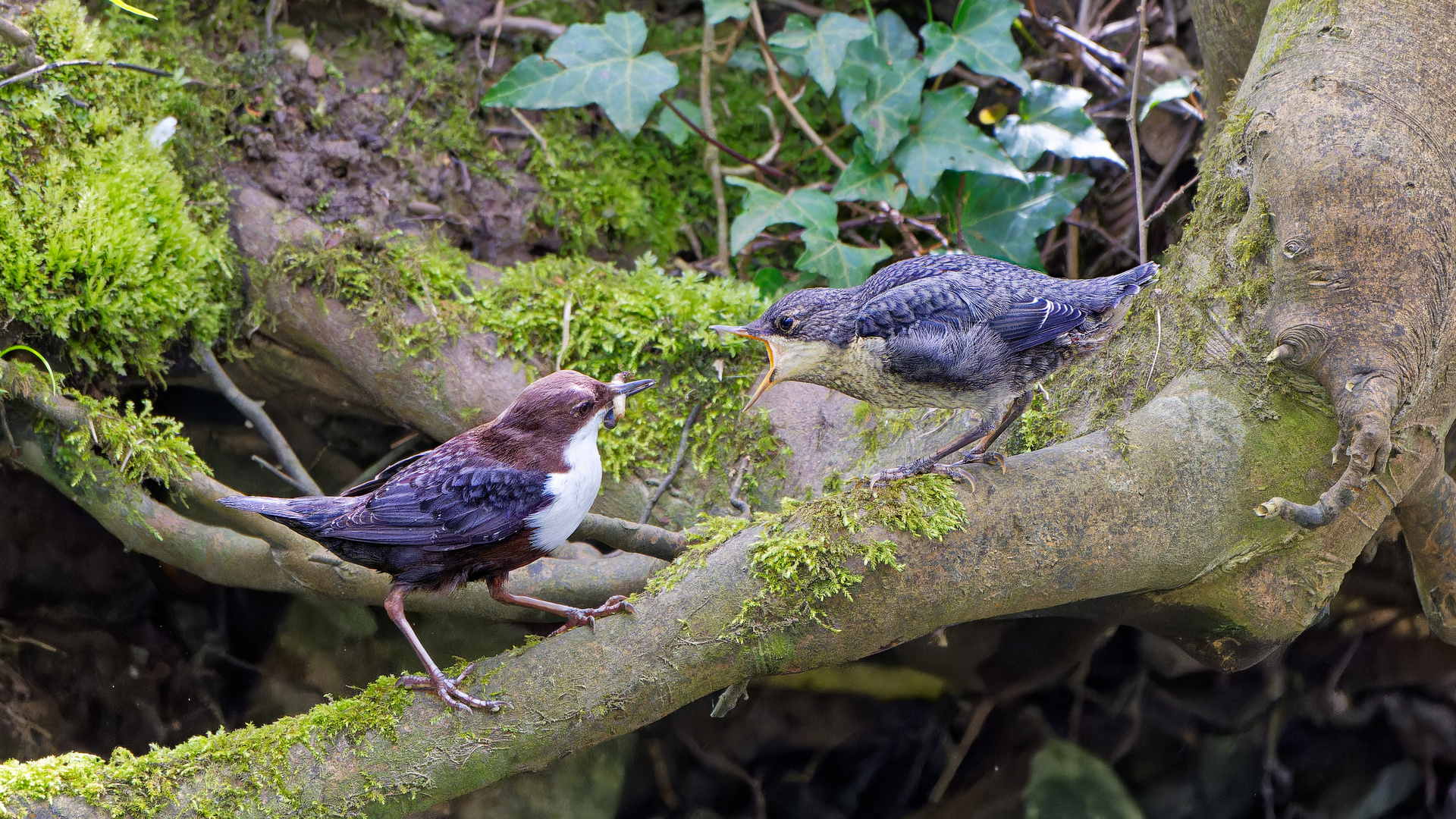 Fütterung der jungen Wasseramsel