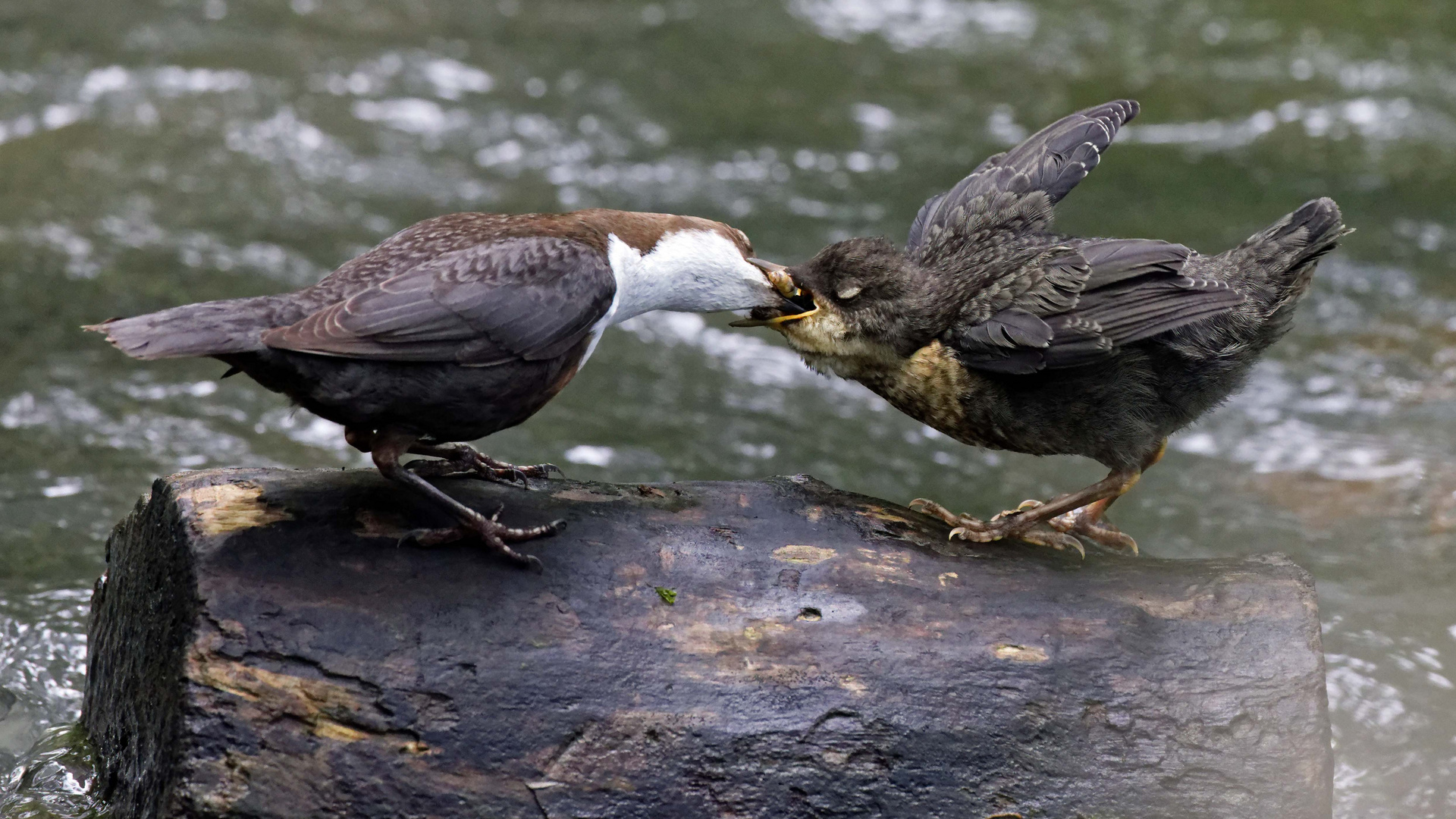 Fütterung der Jungen Wasseramsel