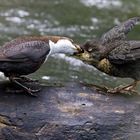 Fütterung der Jungen Wasseramsel