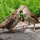 Fütterung der Jungspatzen ......