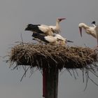 Fütterung der Jungstörche in der Hammer Lippeaue