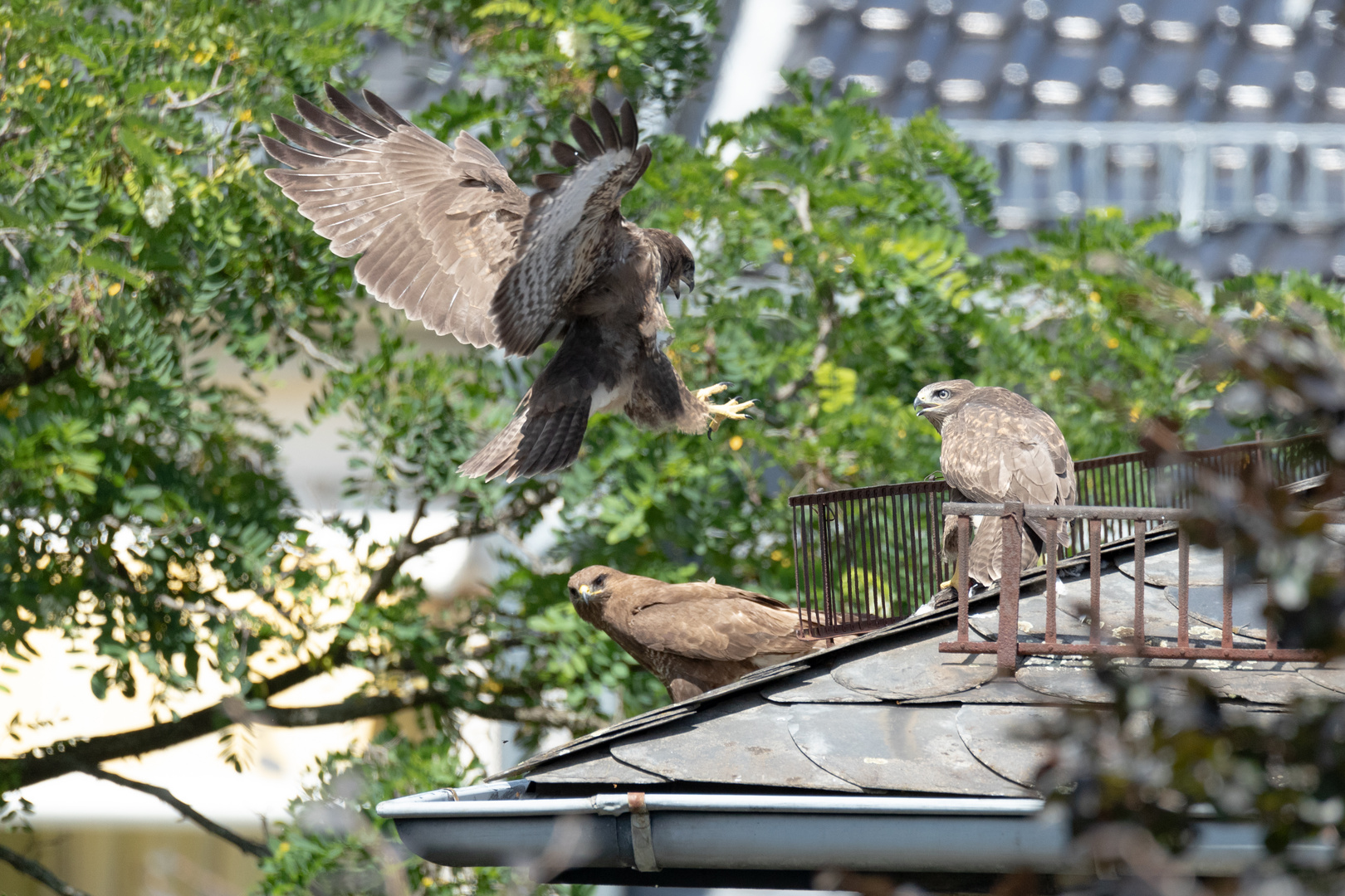 Fütterung der Jungvögel