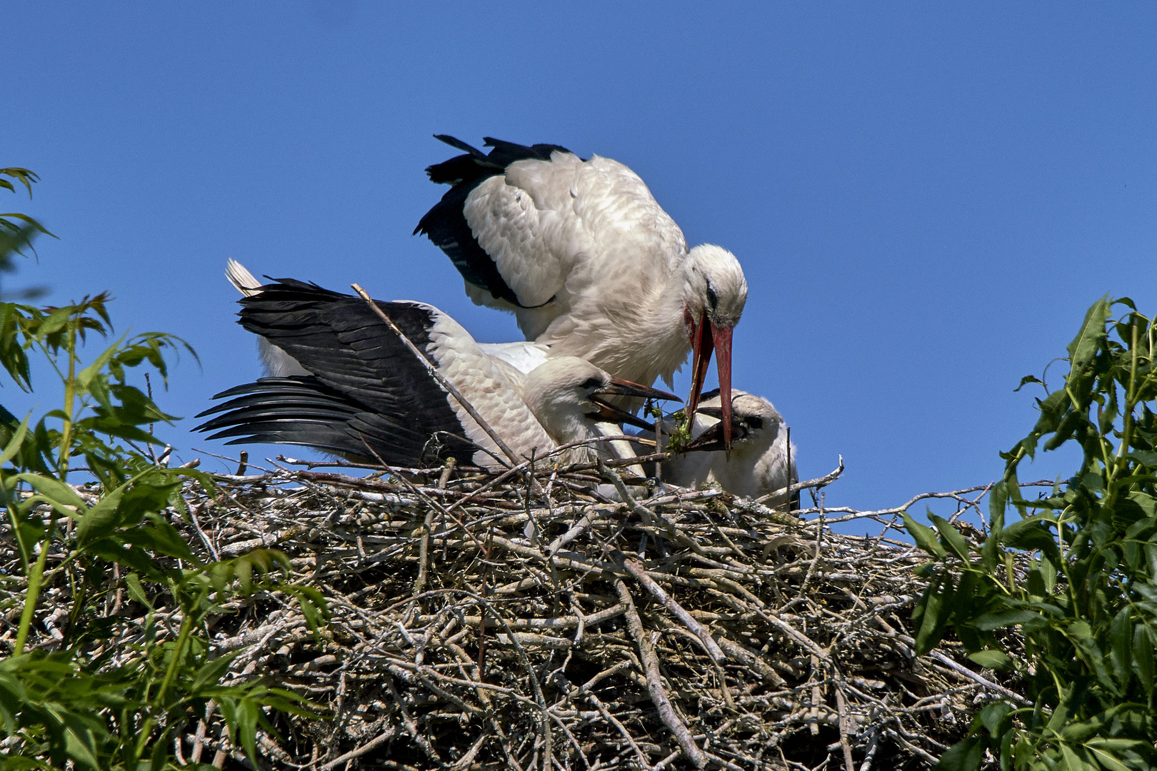 Fütterung der Kleinen