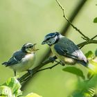 Fütterung der kleinen Blaumeise