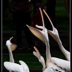 Fütterung der Pelikane
