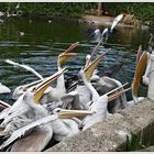 Fütterung der Pelikane!