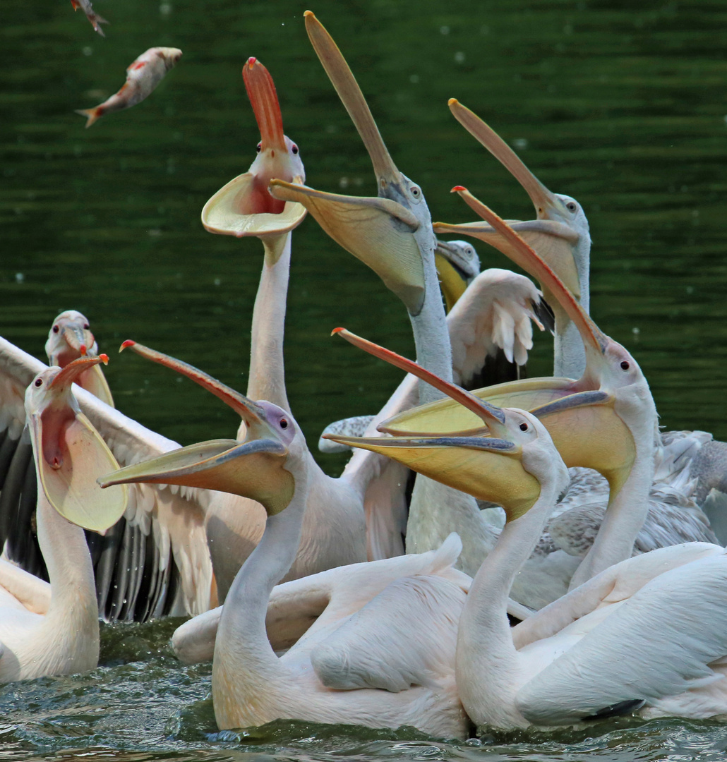 Fütterung der Pelikane II