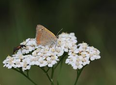 Fütterung der Raubtiere