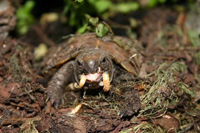 Fütterung der Raubtiere