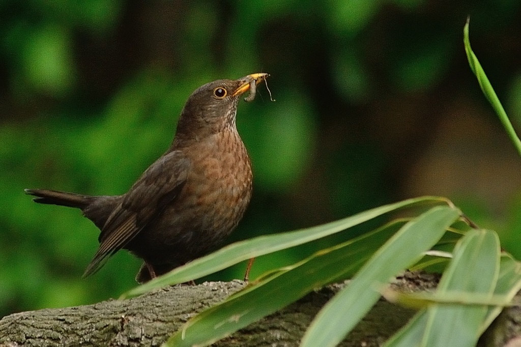 Fütterung der Raubtiere: Amselweibchen mit Gewürm beim Ansitz vor dem Nest