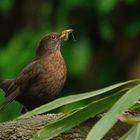 Fütterung der Raubtiere: Amselweibchen mit Gewürm beim Ansitz vor dem Nest