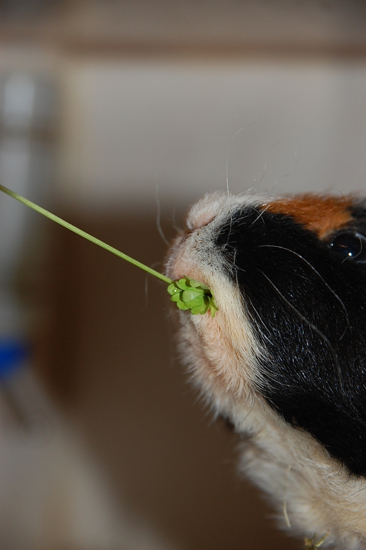 Fütterung der Raubtiere, eh, Meerschweinchen