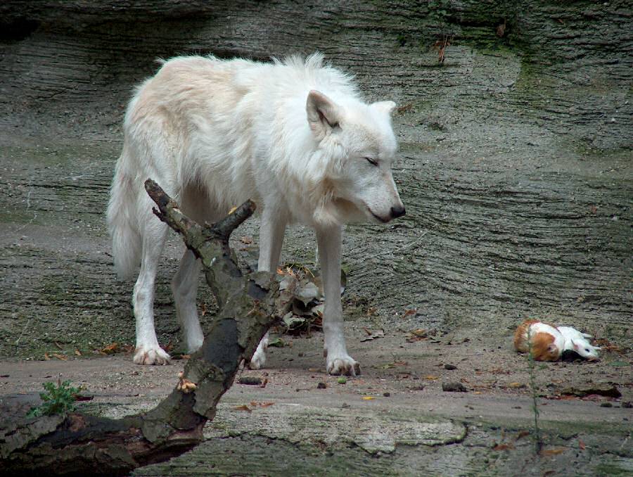 Fütterung der Raubtiere