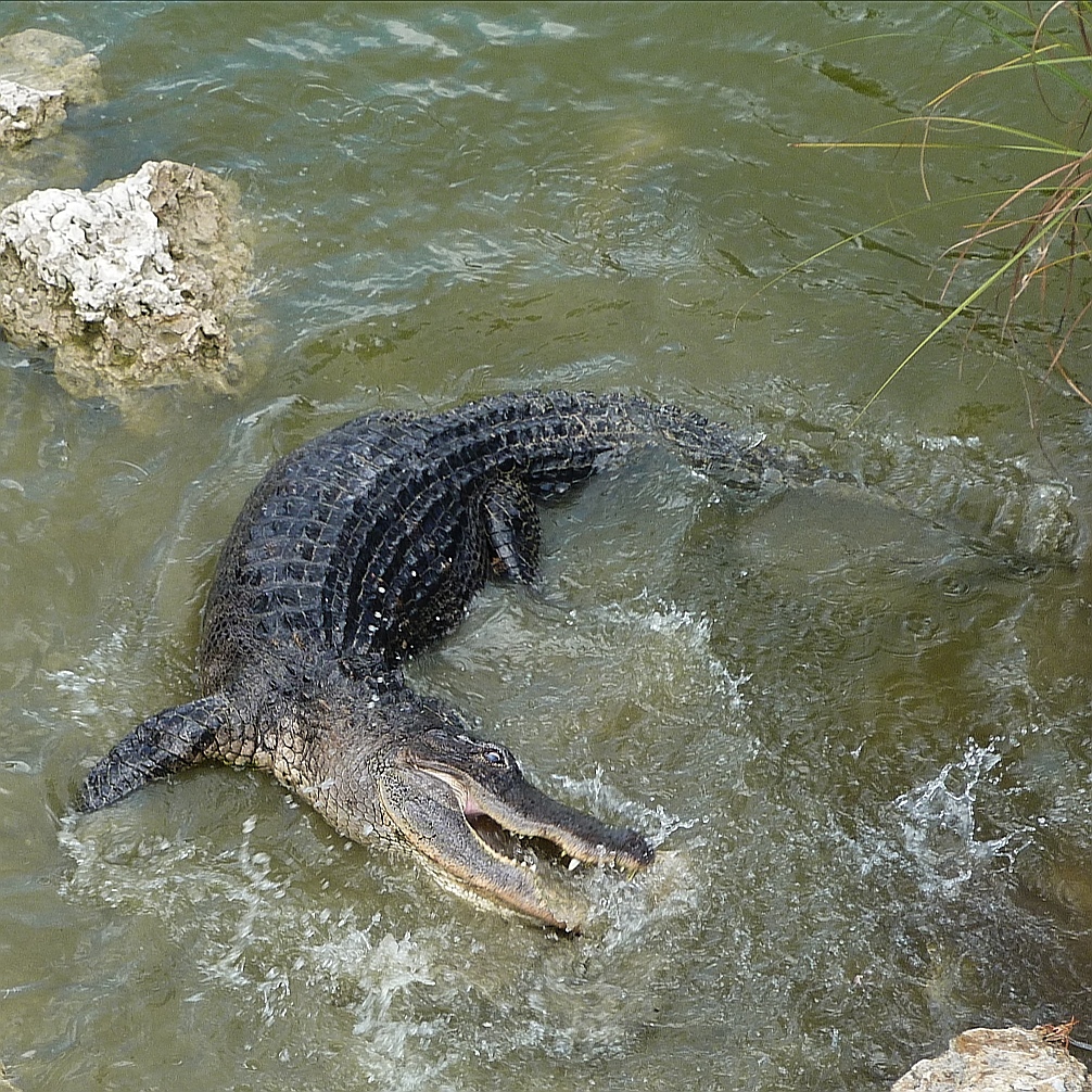 Fütterung der Raubtiere 