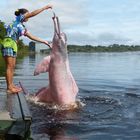 Fütterung der rosa Delfine am Rio Negro