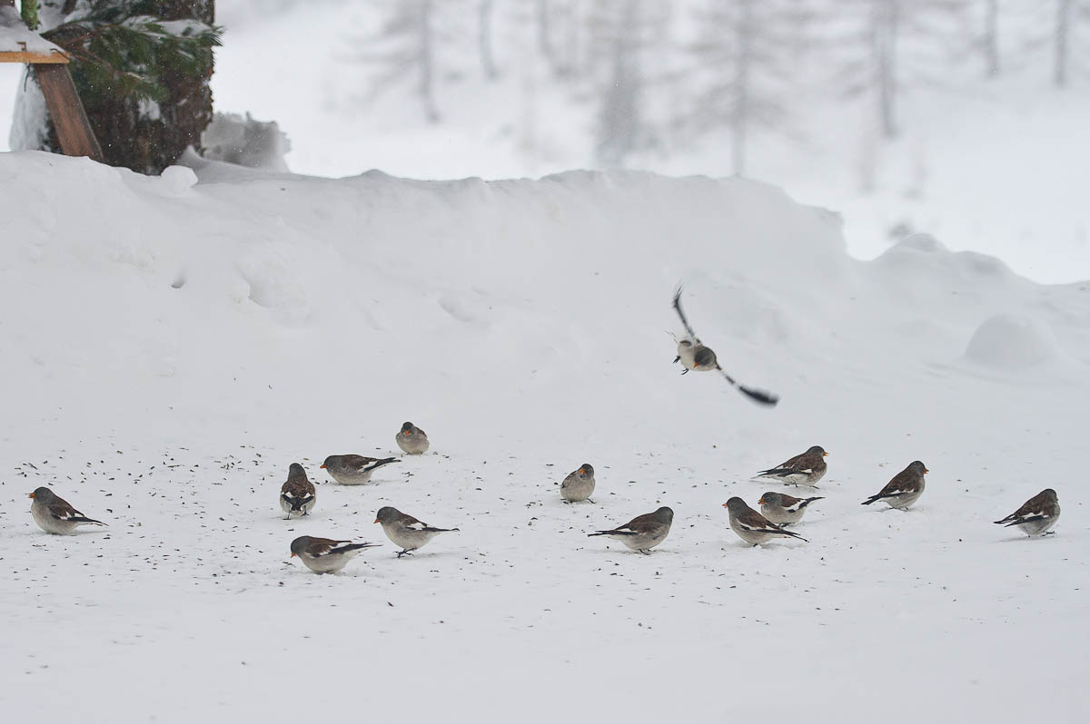 Fütterung der Schneefinken