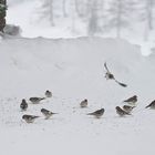 Fütterung der Schneefinken