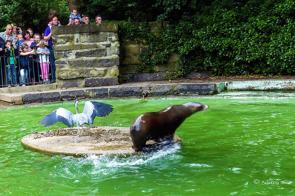 Fütterung der Seehunde - der Reiher wollte auch was davon haben