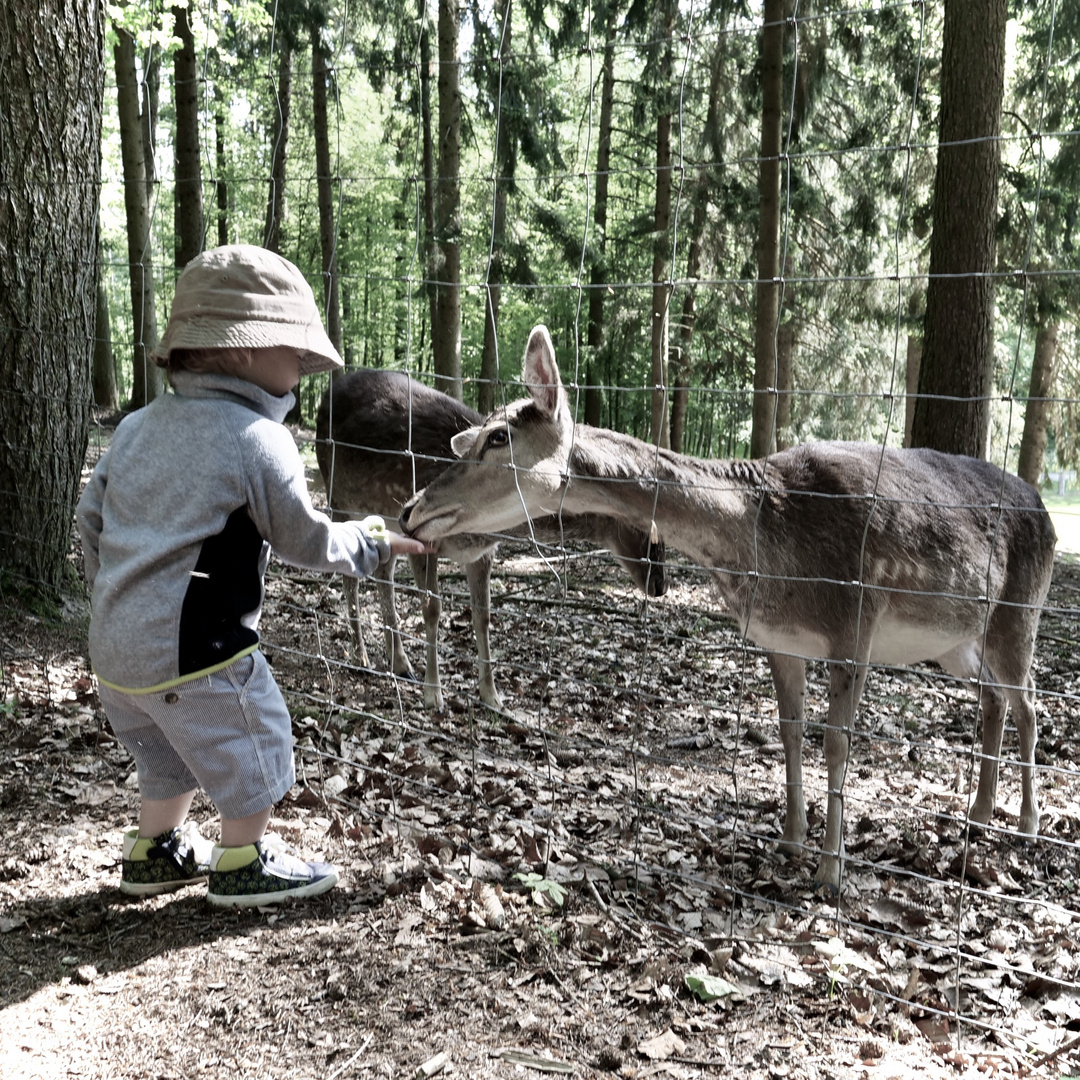 Fütterung der Wildtiere!