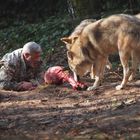 Fütterung der Wölfe ...