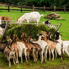 Fütterung der Ziegen im Wildpark Silz