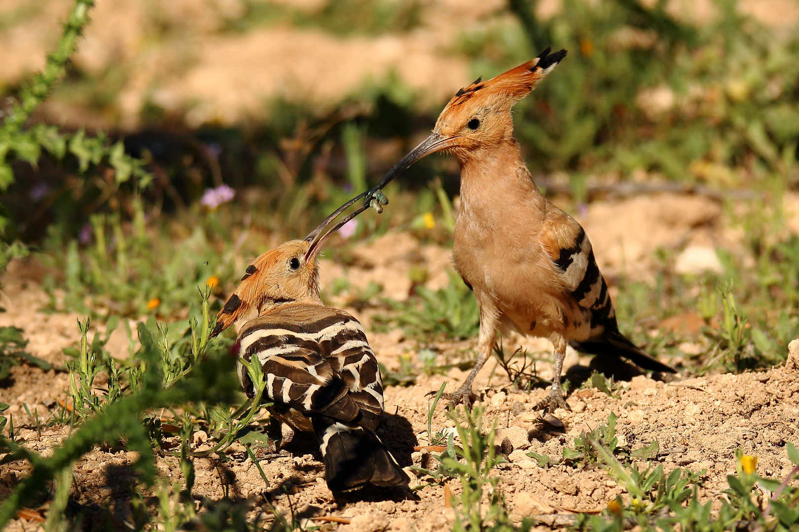 Fütterung des Jungvogels