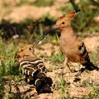 Fütterung des Jungvogels