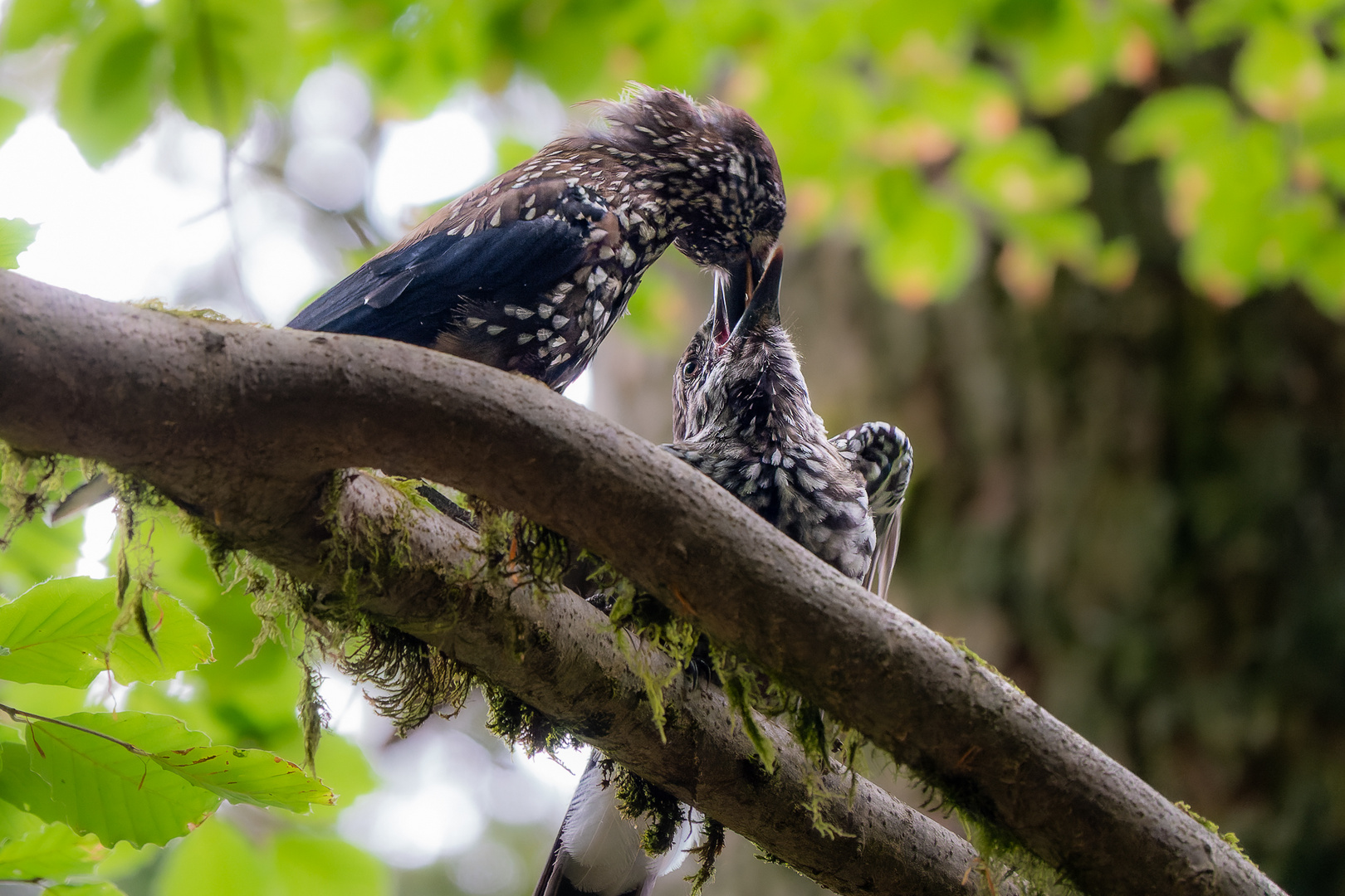 Fütterung des Jungvogels 