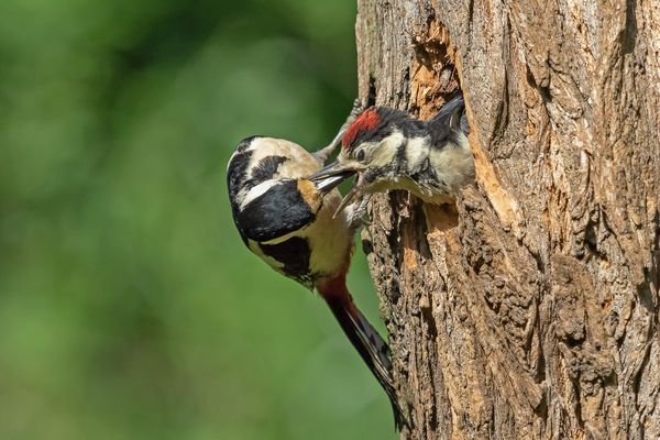 Fütterung des Nachwuchses