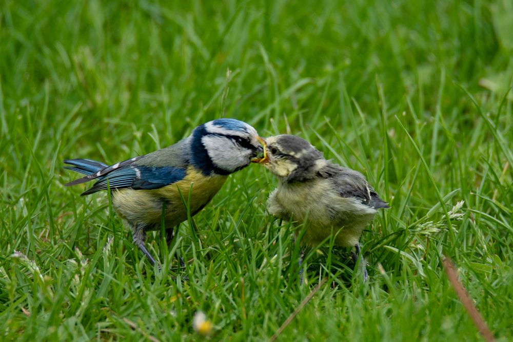 Fütterung einer Blaumeise