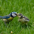 Fütterung einer Blaumeise