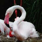 Fütterung eines jungen Flamingos