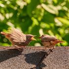 Fütterung eines Rotschwänzchens