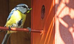 Fütterung (feeding)