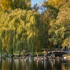 Fütterung - Georgengarten/Hannover